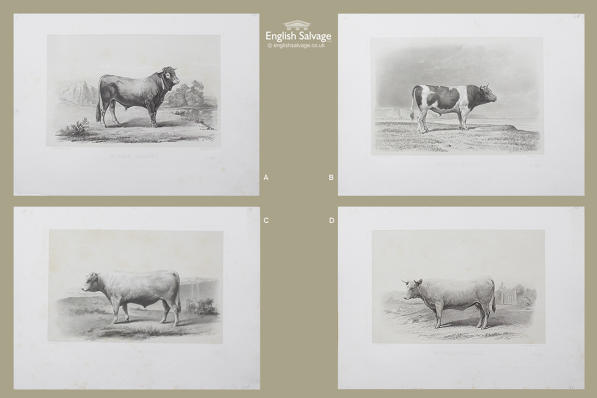Old black and white prints of Cattle