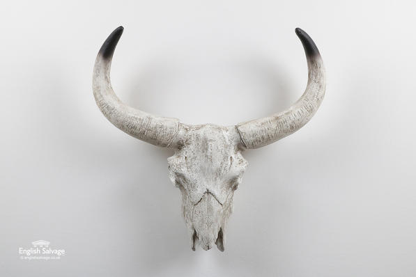 Resin cow head and horns 